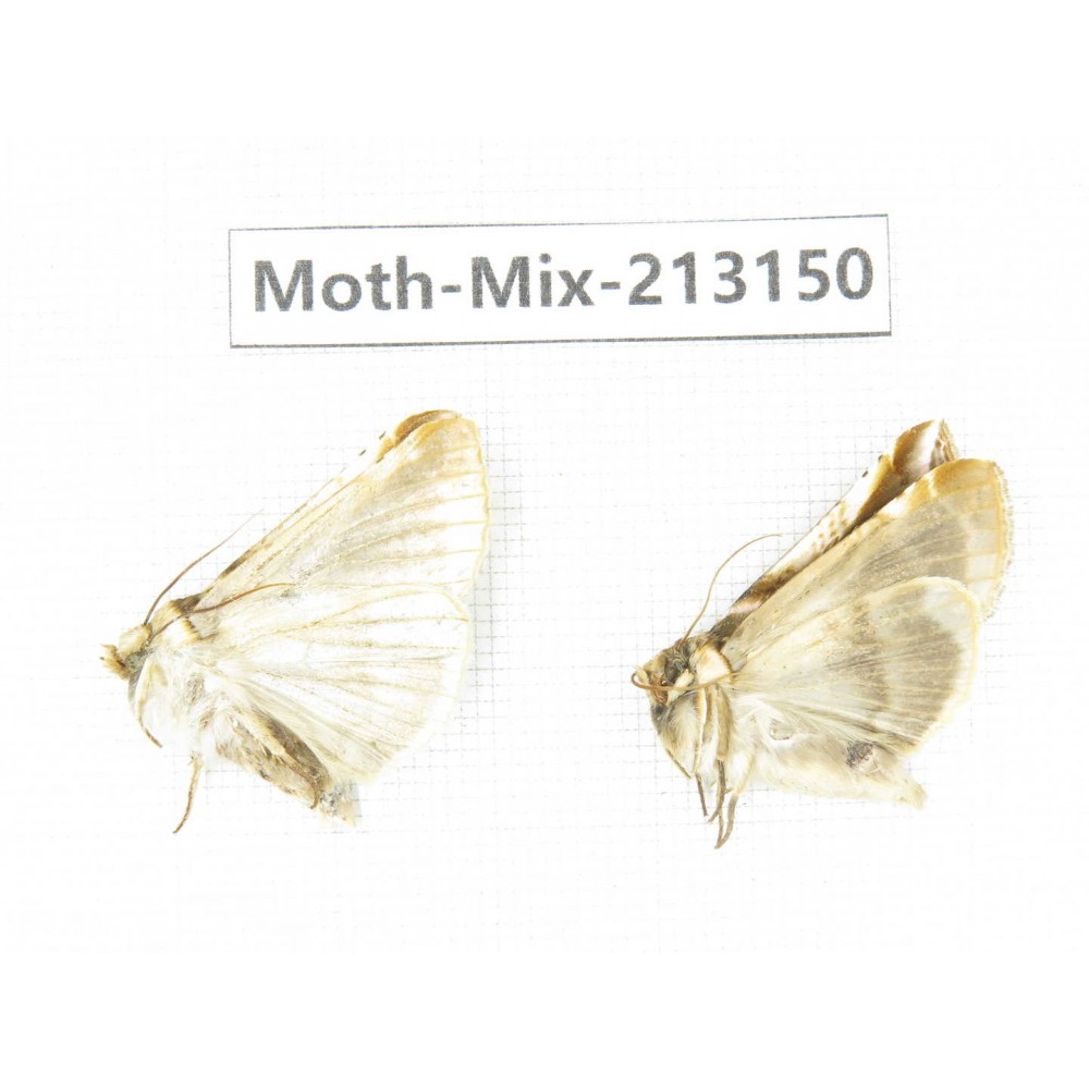 Moths sp. China, Tibet, Linzhi, Motuo county. 2Pcs. Moth-Mix-213150.
