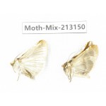 Moths sp. China, Tibet, Linzhi, Motuo county. 2Pcs. Moth-Mix-213150.