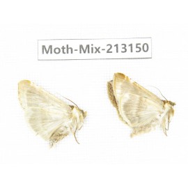 Moths sp. China, Tibet, Linzhi, Motuo county. 2Pcs. Moth-Mix-213150.