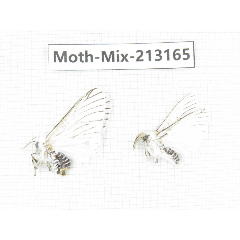 Moths sp. China, Tibet, Linzhi, Motuo county. 2Pcs. Moth-Mix-213165.