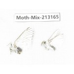 Moths sp. China, Tibet, Linzhi, Motuo county. 2Pcs. Moth-Mix-213165.