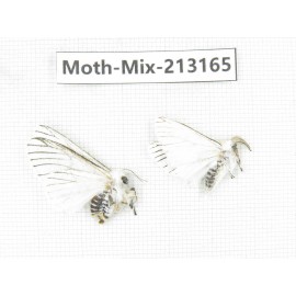 Moths sp. China, Tibet, Linzhi, Motuo county. 2Pcs. Moth-Mix-213165.