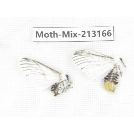 Moths sp. China, Tibet, Linzhi, Motuo county. 2Pcs. Moth-Mix-213166.