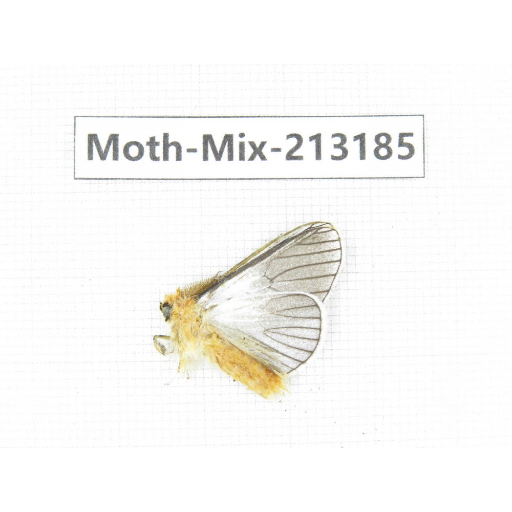 Moths sp. China, Tibet, Linzhi, Motuo county. 1Pcs. Moth-Mix-213185.