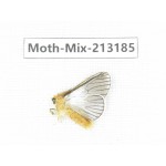 Moths sp. China, Tibet, Linzhi, Motuo county. 1Pcs. Moth-Mix-213185.