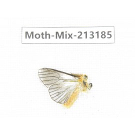 Moths sp. China, Tibet, Linzhi, Motuo county. 1Pcs. Moth-Mix-213185.