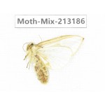 Moths sp. China, Tibet, Linzhi, Motuo county. 1Pcs. Moth-Mix-213186.