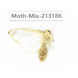 Moths sp. China, Tibet, Linzhi, Motuo county. 1Pcs. Moth-Mix-213186.