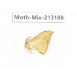 Moths sp. China, Tibet, Linzhi, Motuo county. 1Pcs. Moth-Mix-213188.