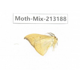 Moths sp. China, Tibet, Linzhi, Motuo county. 1Pcs. Moth-Mix-213188.