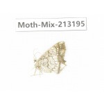 Moths sp. China, Tibet, Linzhi, Motuo county. 1Pcs. Moth-Mix-213195.