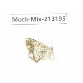 Moths sp. China, Tibet, Linzhi, Motuo county. 1Pcs. Moth-Mix-213195.