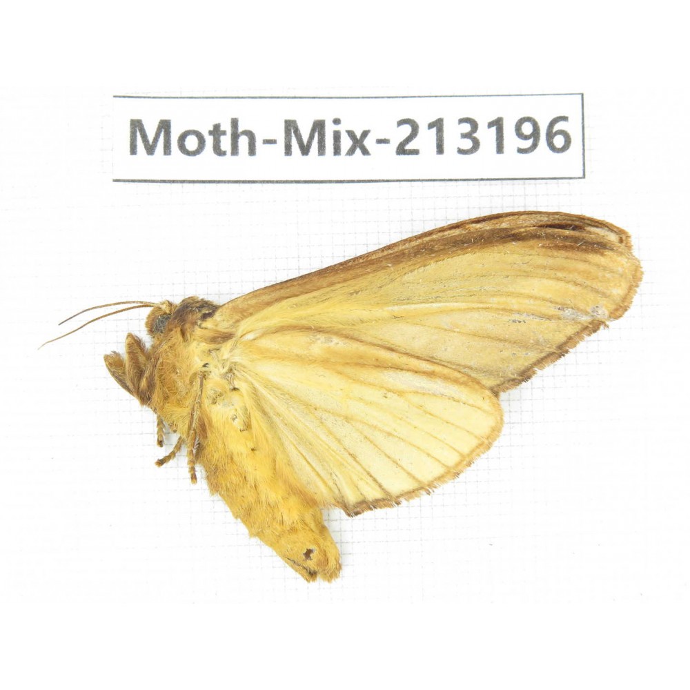 Moths sp. China, Tibet, Linzhi, Motuo county. 1Pcs. Moth-Mix-213196.