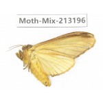 Moths sp. China, Tibet, Linzhi, Motuo county. 1Pcs. Moth-Mix-213196.