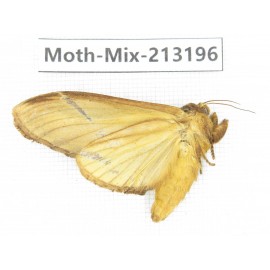 Moths sp. China, Tibet, Linzhi, Motuo county. 1Pcs. Moth-Mix-213196.
