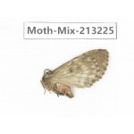 Moths sp. China, Tibet, Linzhi, Motuo county. 1Pcs. Moth-Mix-213225.
