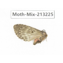 Moths sp. China, Tibet, Linzhi, Motuo county. 1Pcs. Moth-Mix-213225.