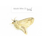 Moths sp. China, Tibet, Linzhi, Motuo county. 1Pcs. Moth-Mix-213226.