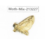 Moths sp. China, Tibet, Linzhi, Motuo county. 1Pcs. Moth-Mix-213227.