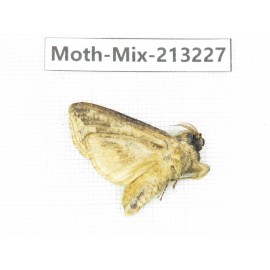 Moths sp. China, Tibet, Linzhi, Motuo county. 1Pcs. Moth-Mix-213227.