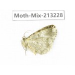 Moths sp. China, Tibet, Linzhi, Motuo county. 1Pcs. Moth-Mix-213228.