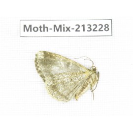 Moths sp. China, Tibet, Linzhi, Motuo county. 1Pcs. Moth-Mix-213228.