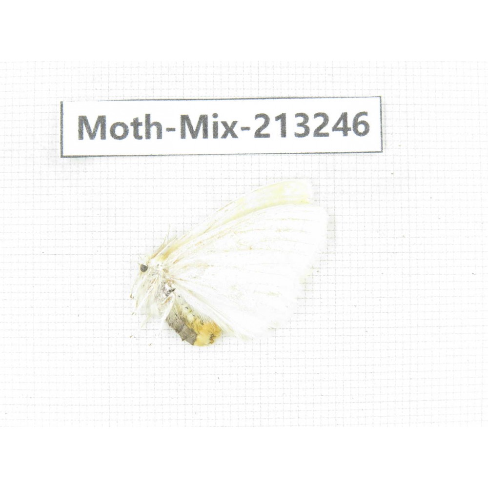 Moths sp. China, Tibet, Linzhi, Motuo county. 1Pcs. Moth-Mix-213246.