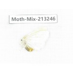 Moths sp. China, Tibet, Linzhi, Motuo county. 1Pcs. Moth-Mix-213246.
