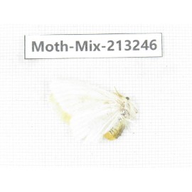 Moths sp. China, Tibet, Linzhi, Motuo county. 1Pcs. Moth-Mix-213246.