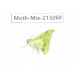 Moths sp. China, Tibet, Linzhi, Motuo county. 1Pcs. Moth-Mix-213260.