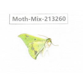 Moths sp. China, Tibet, Linzhi, Motuo county. 1Pcs. Moth-Mix-213260.