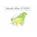 Moths sp. China, Tibet, Linzhi, Motuo county. 1Pcs. Moth-Mix-213261.