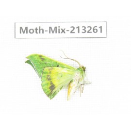 Moths sp. China, Tibet, Linzhi, Motuo county. 1Pcs. Moth-Mix-213261.