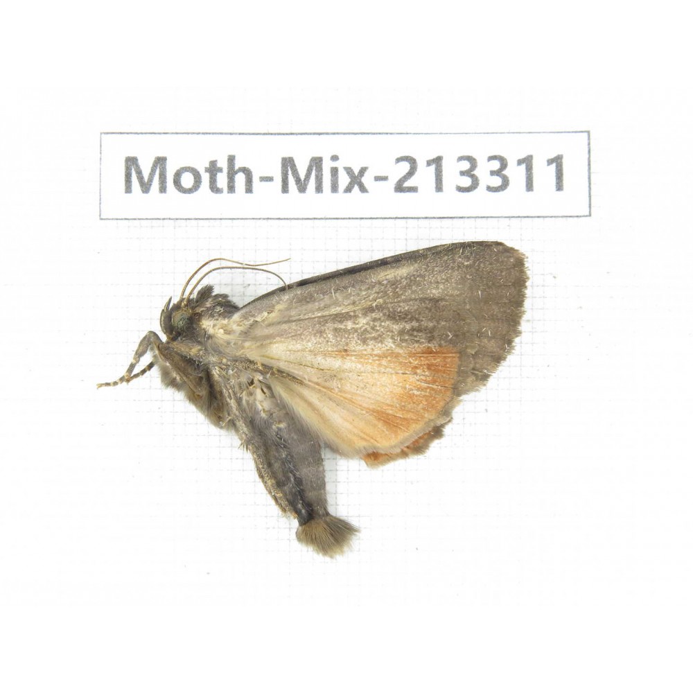 Moths sp. China, Tibet, Linzhi, Motuo county. 1Pcs. Moth-Mix-213311.