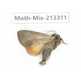 Moths sp. China, Tibet, Linzhi, Motuo county. 1Pcs. Moth-Mix-213311.