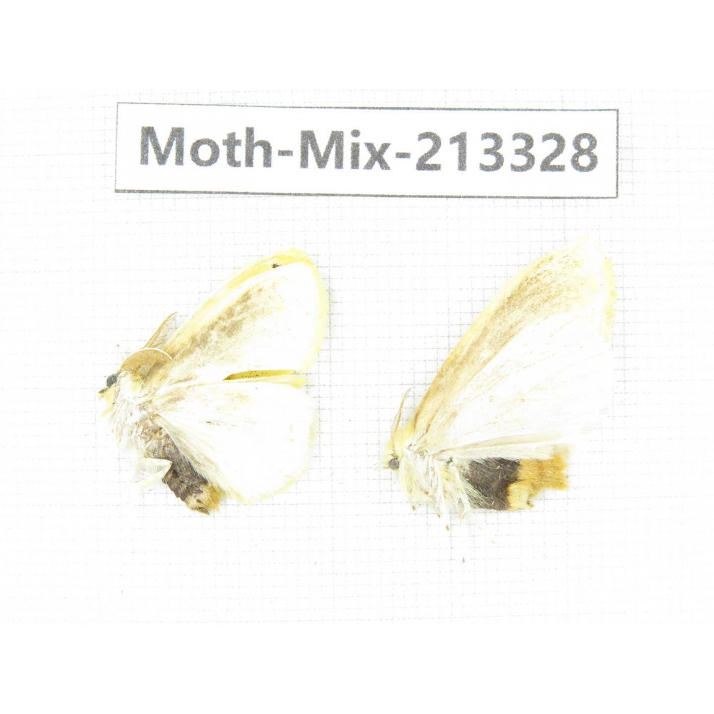 Moths sp. China, Tibet, Linzhi, Motuo county. 2Pcs. Moth-Mix-213328.
