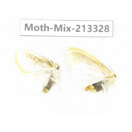 Moths sp. China, Tibet, Linzhi, Motuo county. 2Pcs. Moth-Mix-213328.