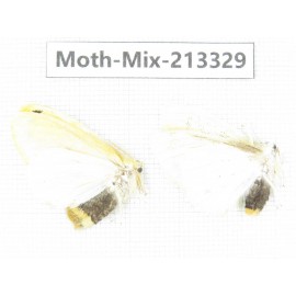 Moths sp. China, Tibet, Linzhi, Motuo county. 2Pcs. Moth-Mix-213329.
