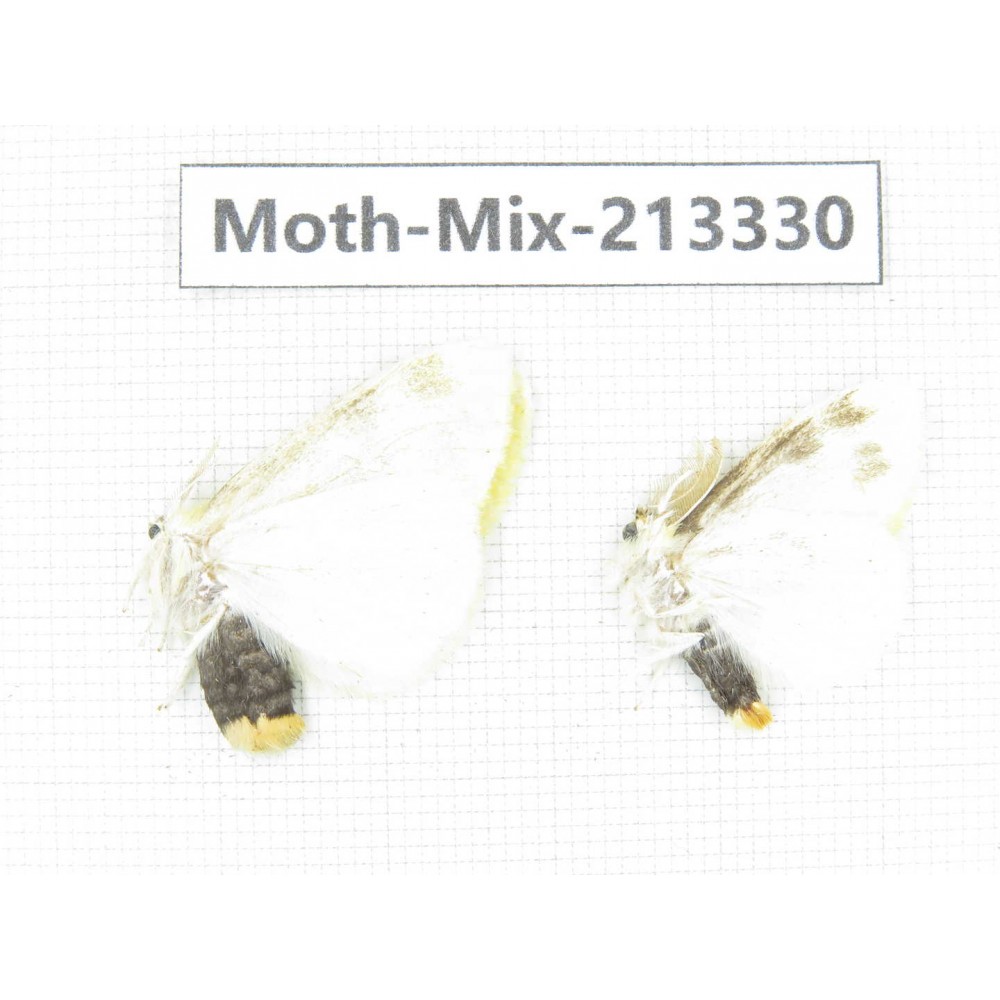 Moths sp. China, Tibet, Linzhi, Motuo county. 2Pcs. Moth-Mix-213330.
