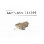Moths sp. China, Tibet, Motuo county, Beibeng. 1Pcs. Moth-Mix-214266.