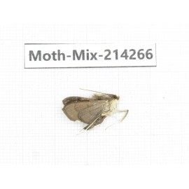 Moths sp. China, Tibet, Motuo county, Beibeng. 1Pcs. Moth-Mix-214266.