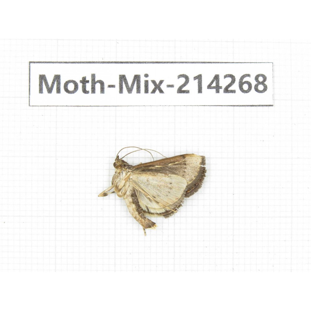 Moths sp. China, Tibet, Motuo county, Beibeng. 1Pcs. Moth-Mix-214268.