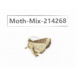 Moths sp. China, Tibet, Motuo county, Beibeng. 1Pcs. Moth-Mix-214268.
