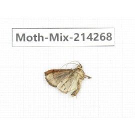 Moths sp. China, Tibet, Motuo county, Beibeng. 1Pcs. Moth-Mix-214268.