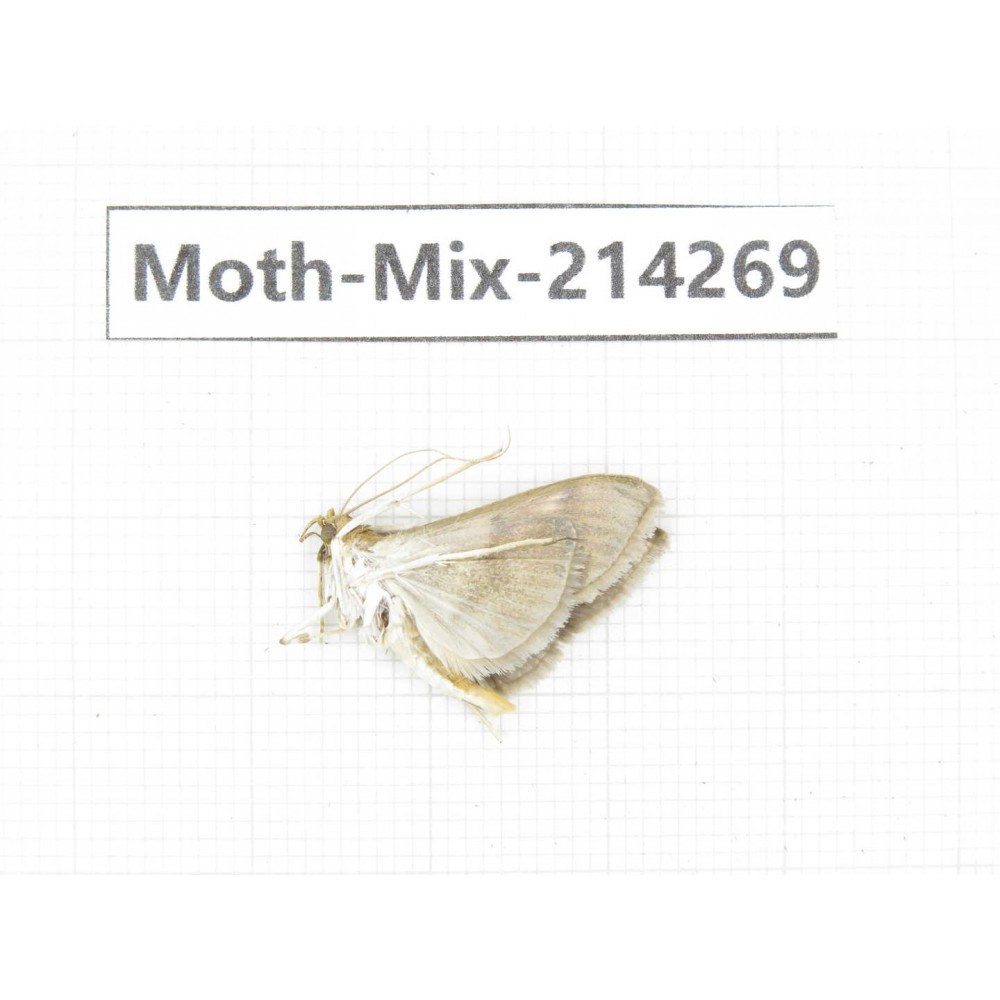 Moths sp. China, Tibet, Motuo county, Beibeng. 1Pcs. Moth-Mix-214269.
