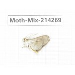 Moths sp. China, Tibet, Motuo county, Beibeng. 1Pcs. Moth-Mix-214269.