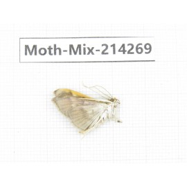 Moths sp. China, Tibet, Motuo county, Beibeng. 1Pcs. Moth-Mix-214269.