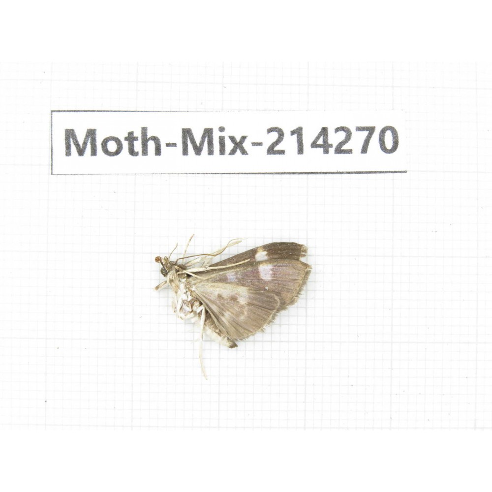 Moths sp. China, Tibet, Motuo county, Beibeng. 1Pcs. Moth-Mix-214270.