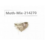 Moths sp. China, Tibet, Motuo county, Beibeng. 1Pcs. Moth-Mix-214270.