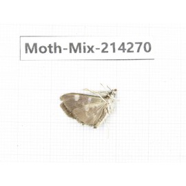 Moths sp. China, Tibet, Motuo county, Beibeng. 1Pcs. Moth-Mix-214270.